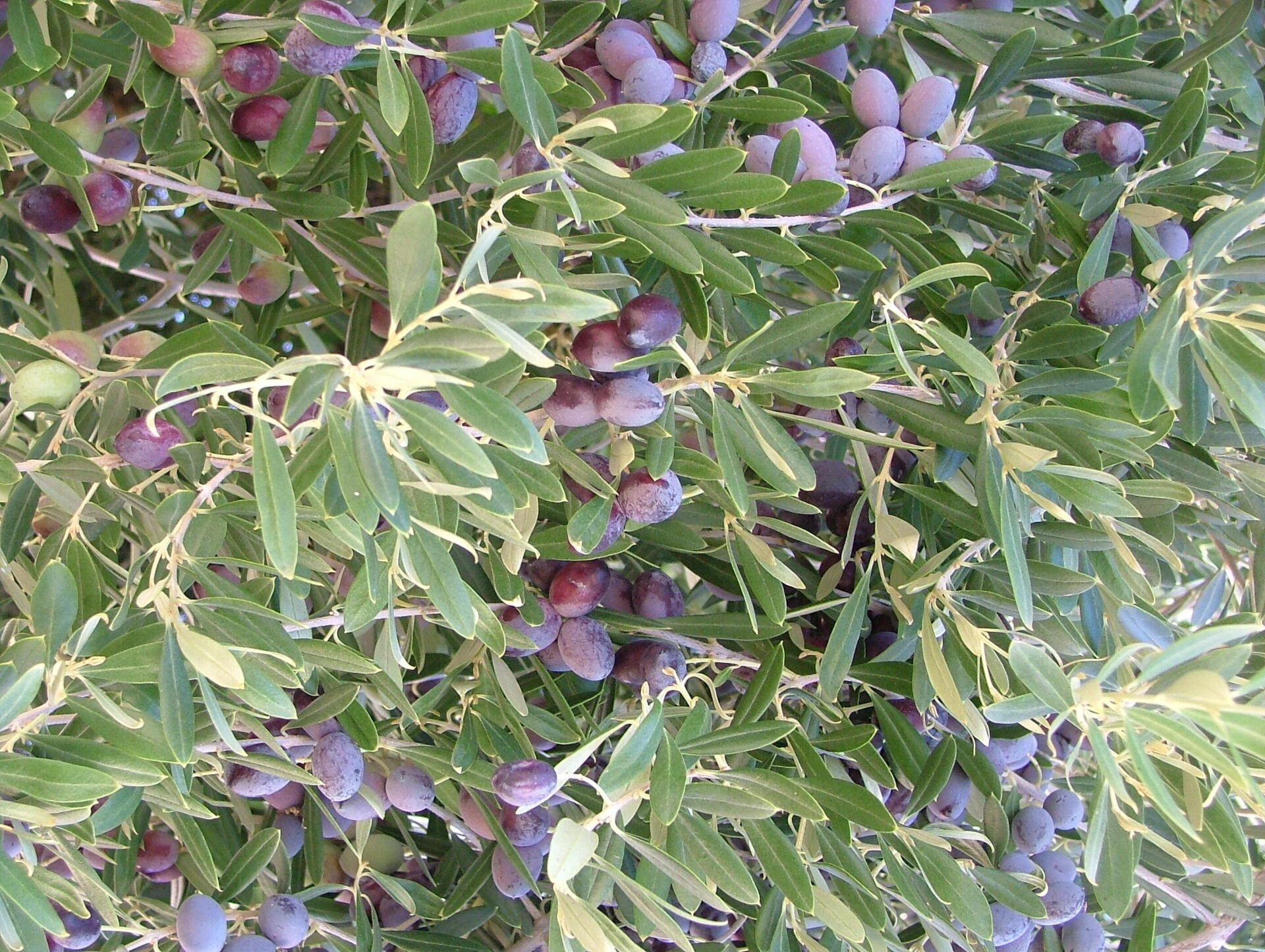 Olive Tree Care Surprise, AZ Snyder's Weed Control