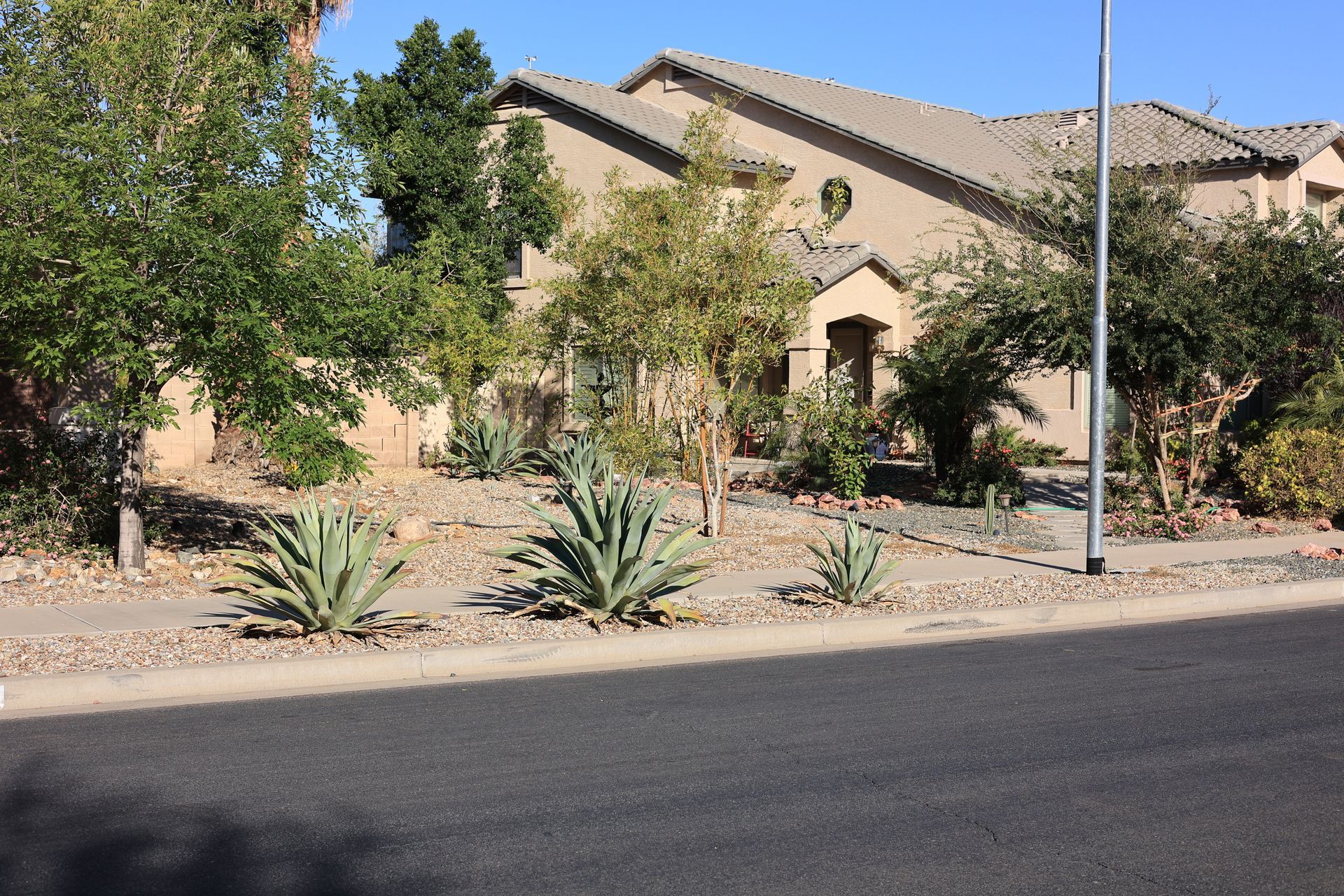 Desert landscaping with agave plants and gravel mulch along a curb.