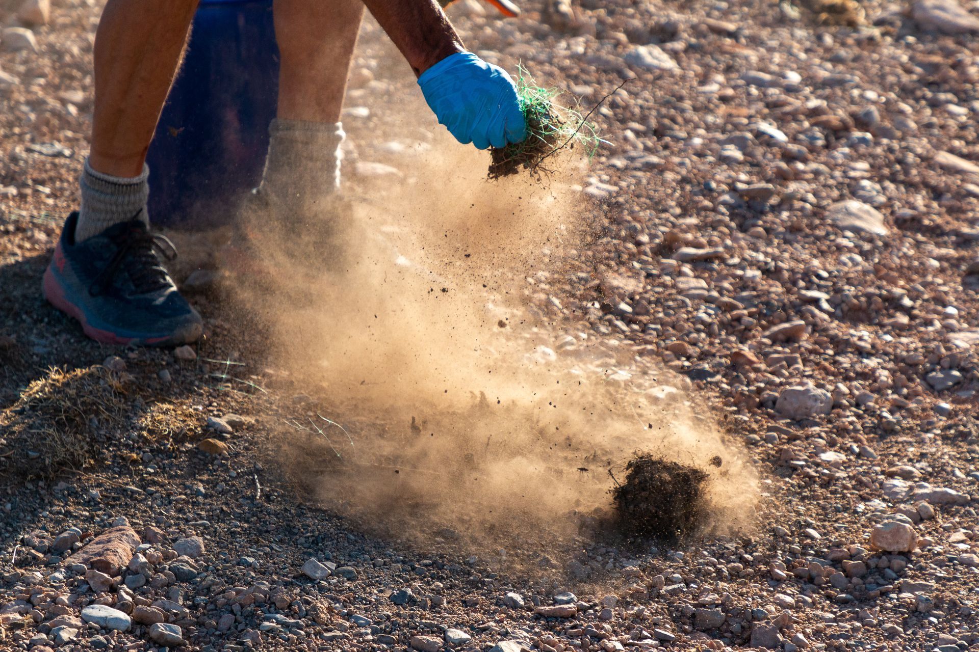 Gloved hand pulling a clump of weeds from gravel, kicking up a cloud of dust.