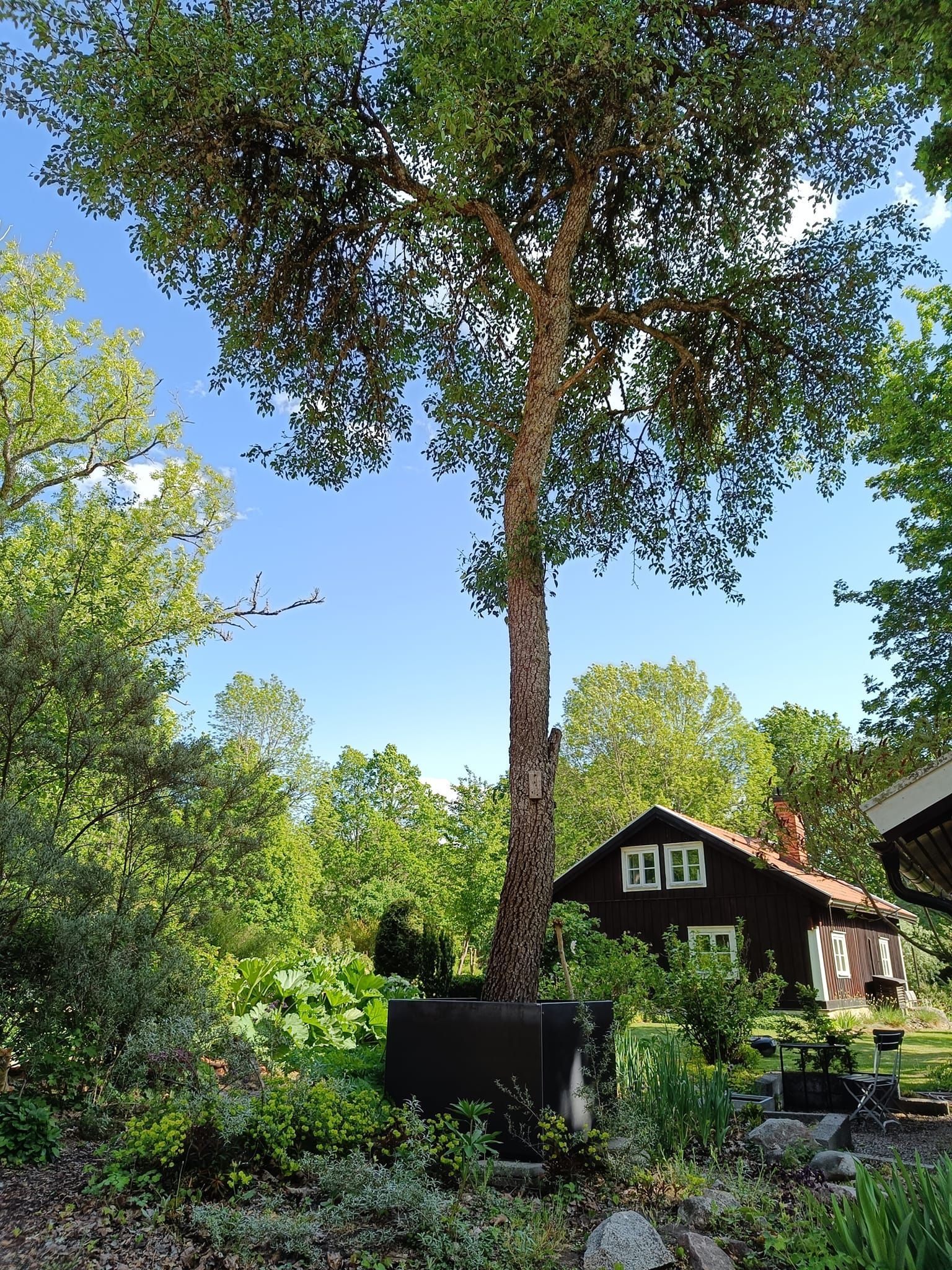 skulptur 'Wonderplanter' med raka sidor, Tom Lönnevik