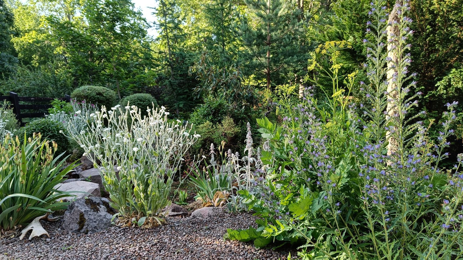 Tom Lönneviks trädgård. På bilden syns bl.a. blåeld (Echium vulgare) och purpurklätt (Lychnis coronaria).