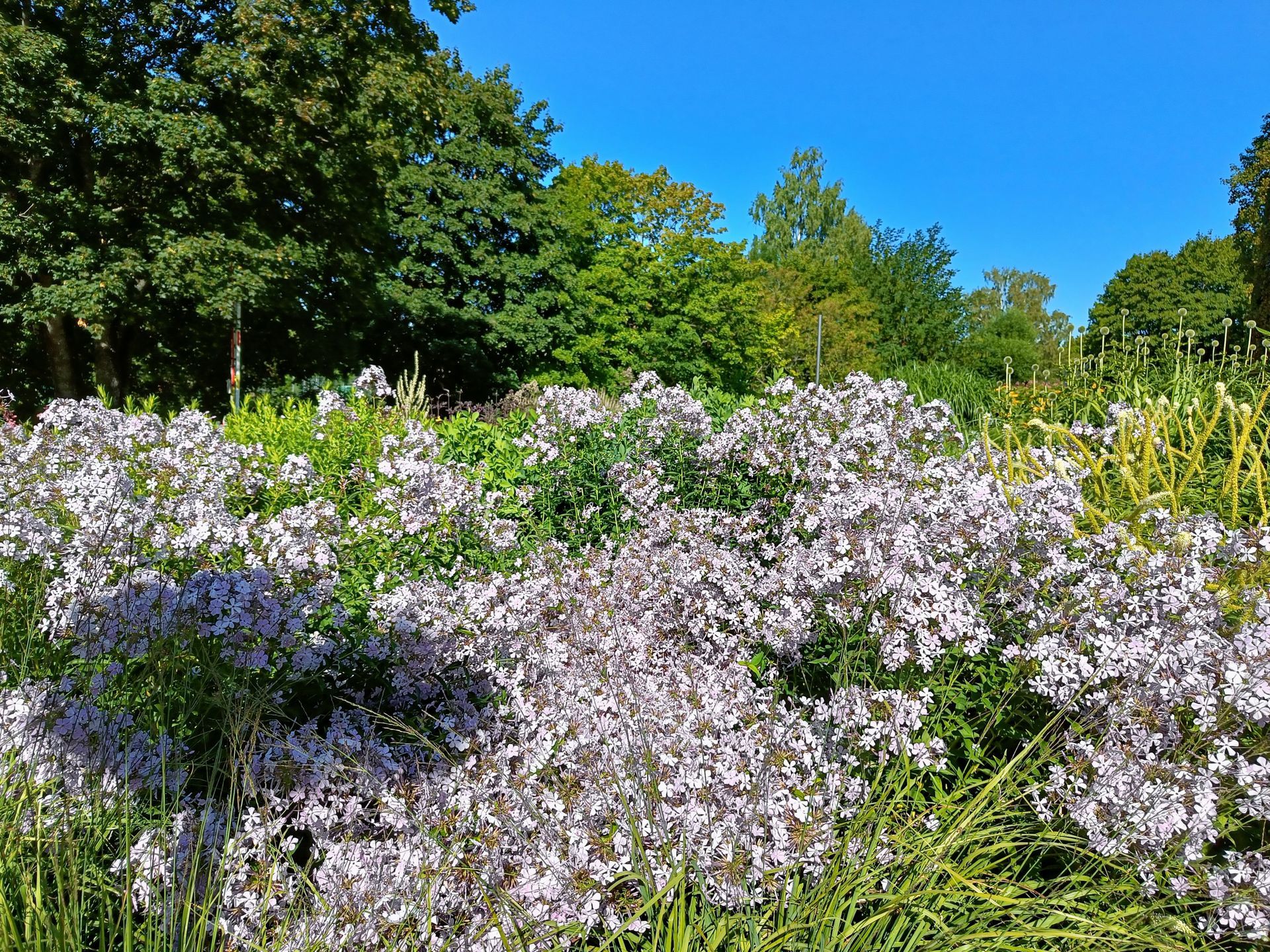 flox i Drömparken av Piet Oudolf, Enköping