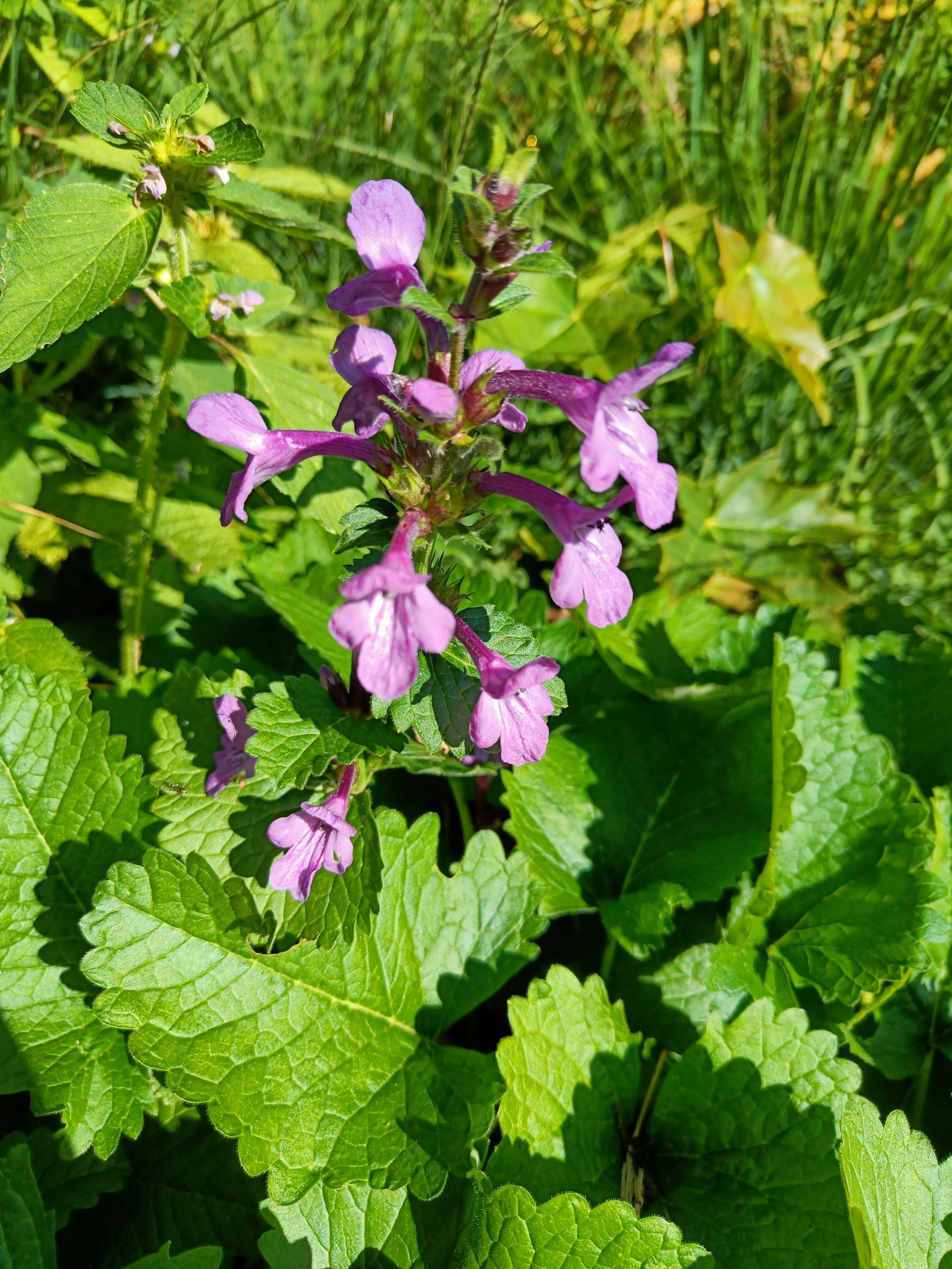 praktbetonika - Stachys macrantha