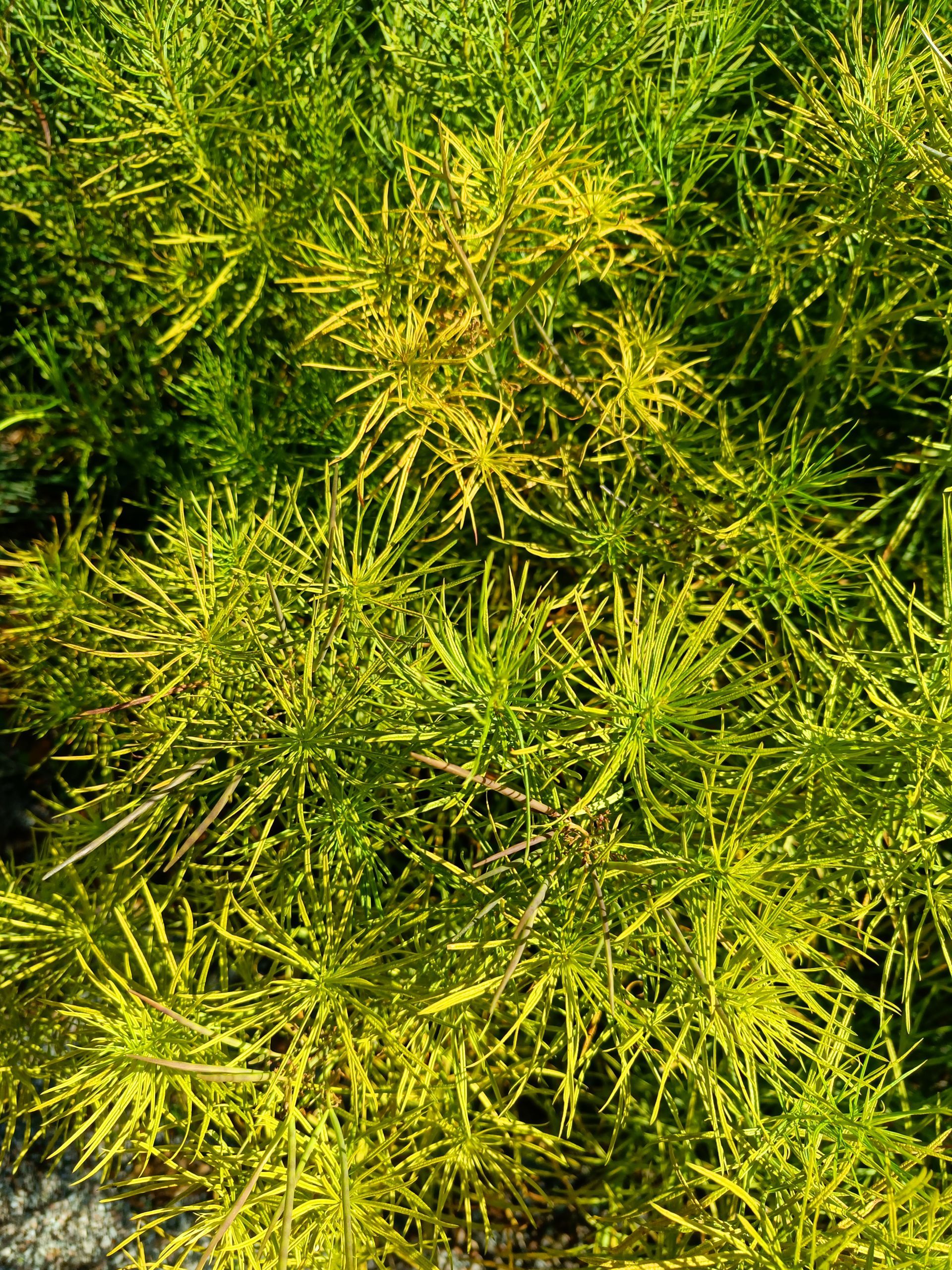 palmstarr