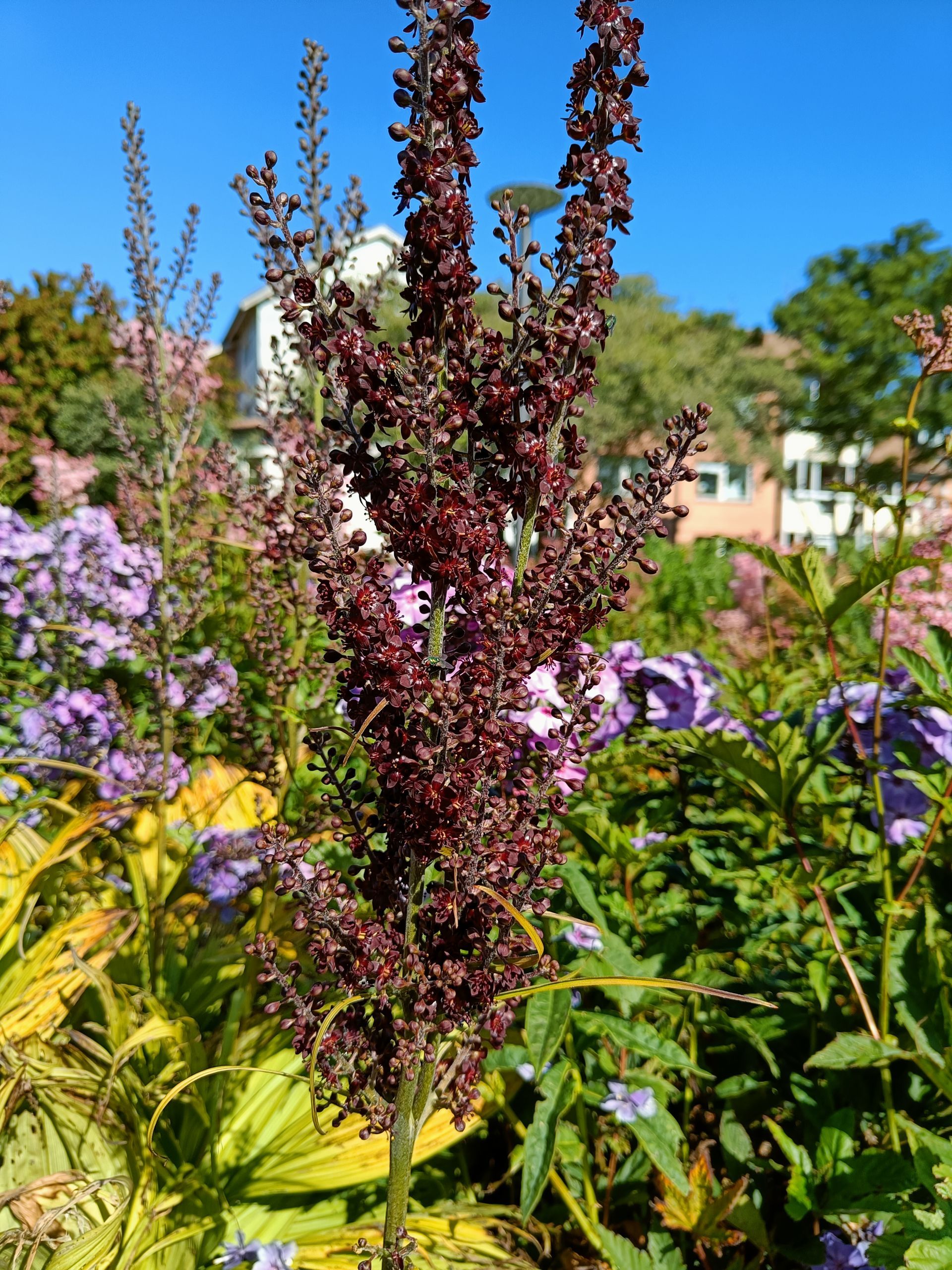troligen trädgårdsmålla/mållspenat, Atriplex hortensis - en ettårig ört, Drömparken i Enköping