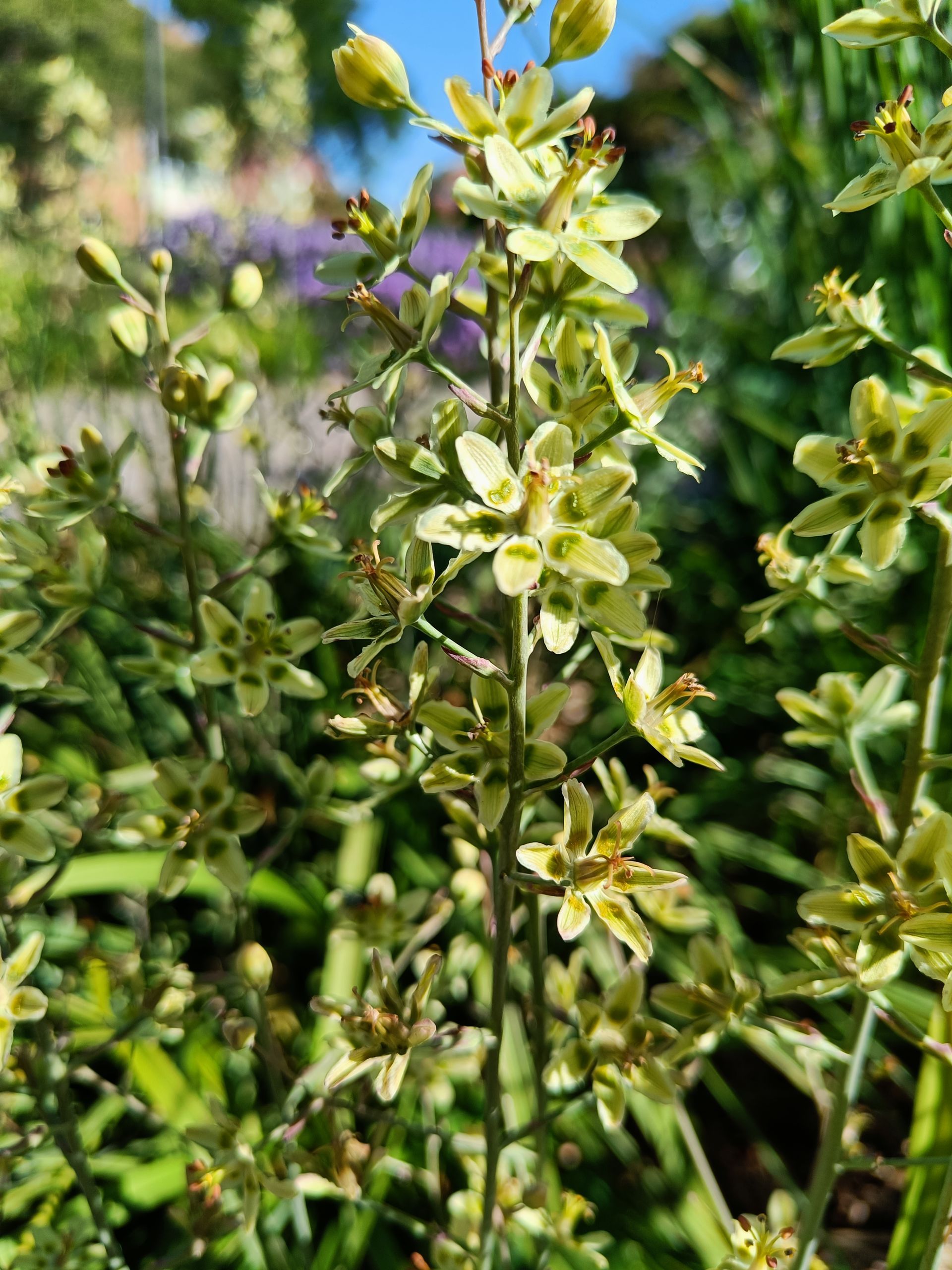 grönlilja - Anticlea elegans, Drömparken av Piet Oudolf, Enköping