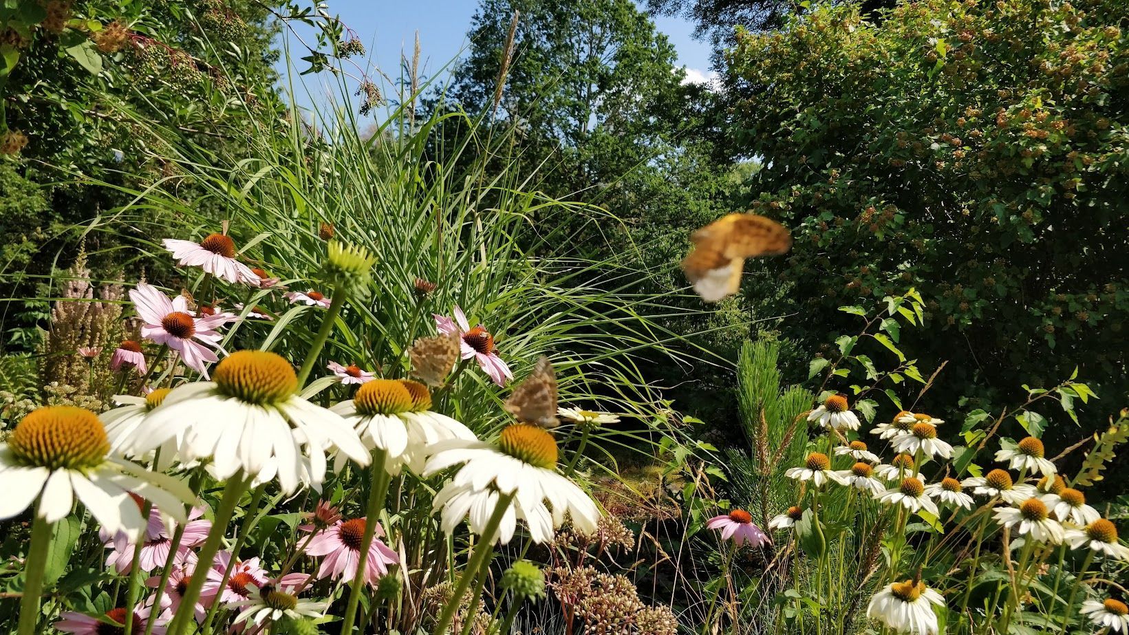 blomning och fjärilar