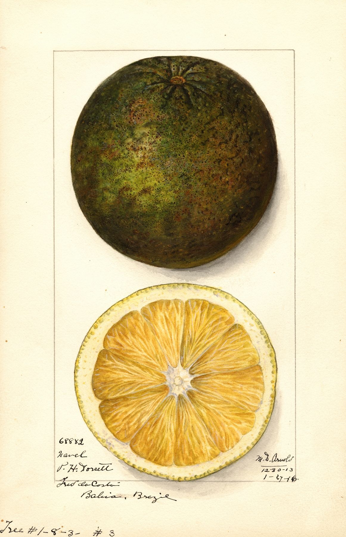illustration av lime