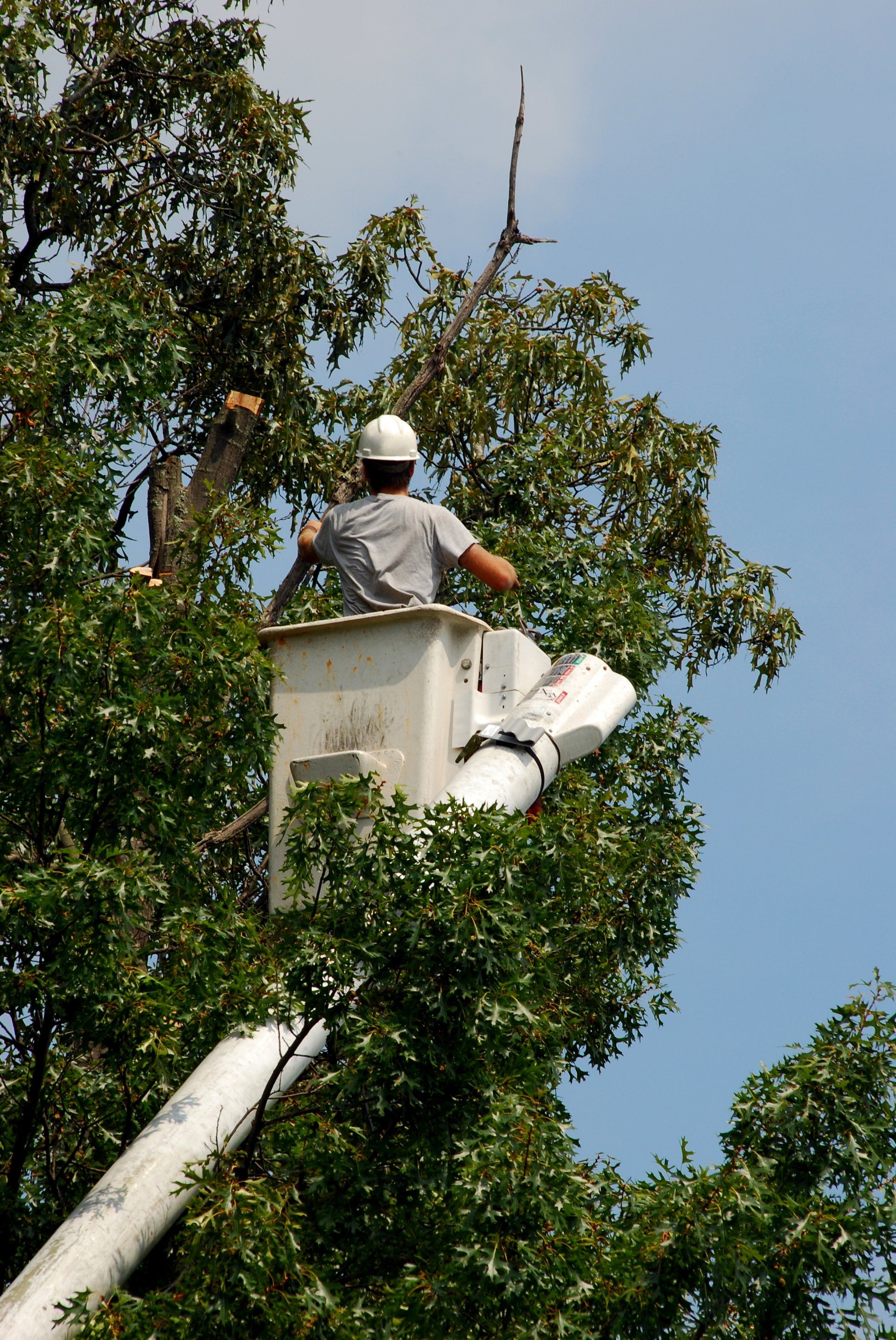 Worker in a bucket lift trims a tall tree against a blue sky