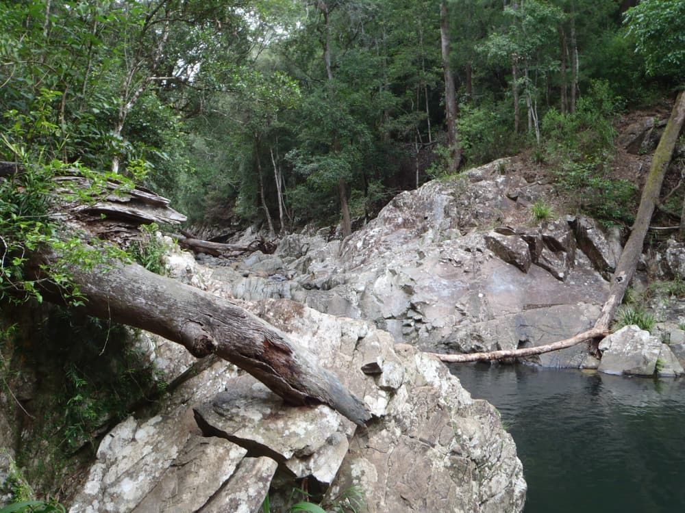 A Tree Branch is Hanging Over a Body of Water in the Woods — Killiby & Co Roofing Pty Ltd in Mudgeeraba, QLD