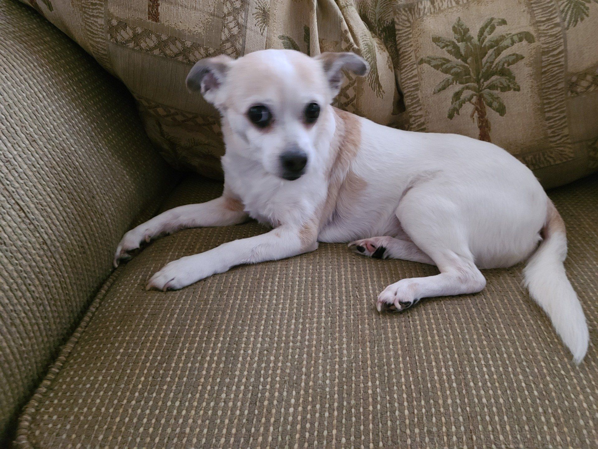 White and tan Chihuahua dog resting on a brown couch with palm tree pattern pillows.