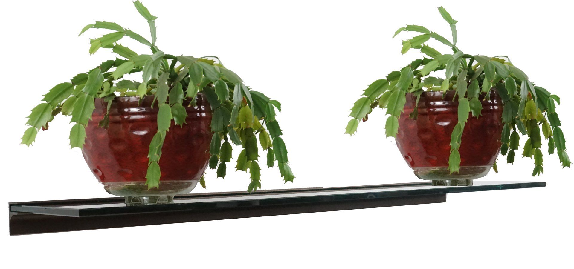 Two potted plants on a black shelf against a white background. The pots are red and the plants are green.