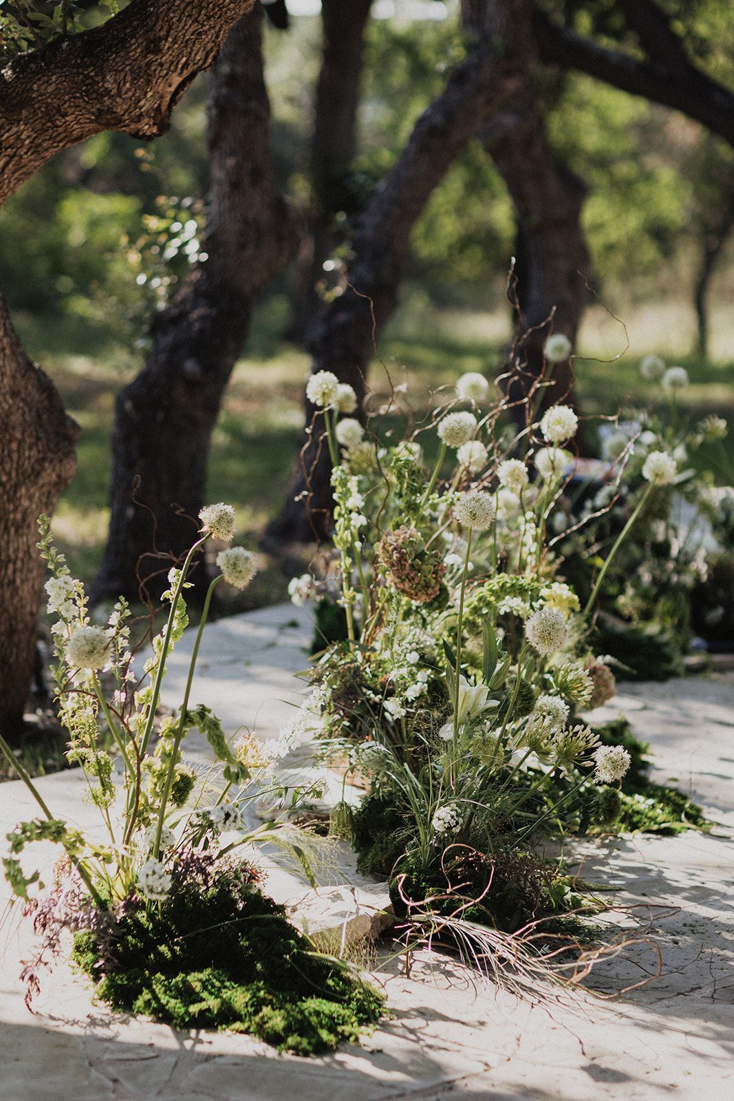 Wildflowers growing through cracks in a sunlit stone path under trees