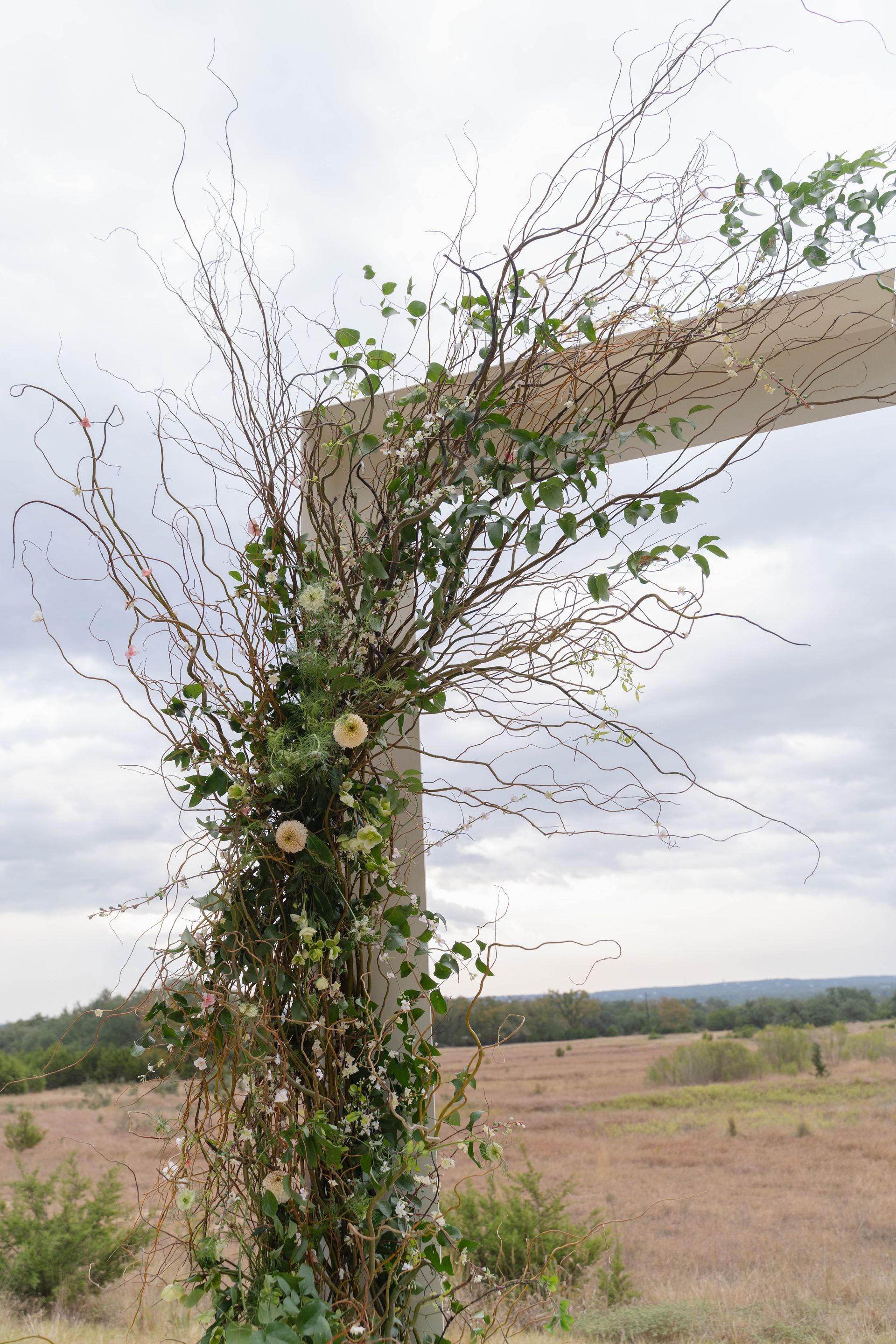Vine-covered tree trunk in a grassy field with a large horizontal branch against a cloudy sky