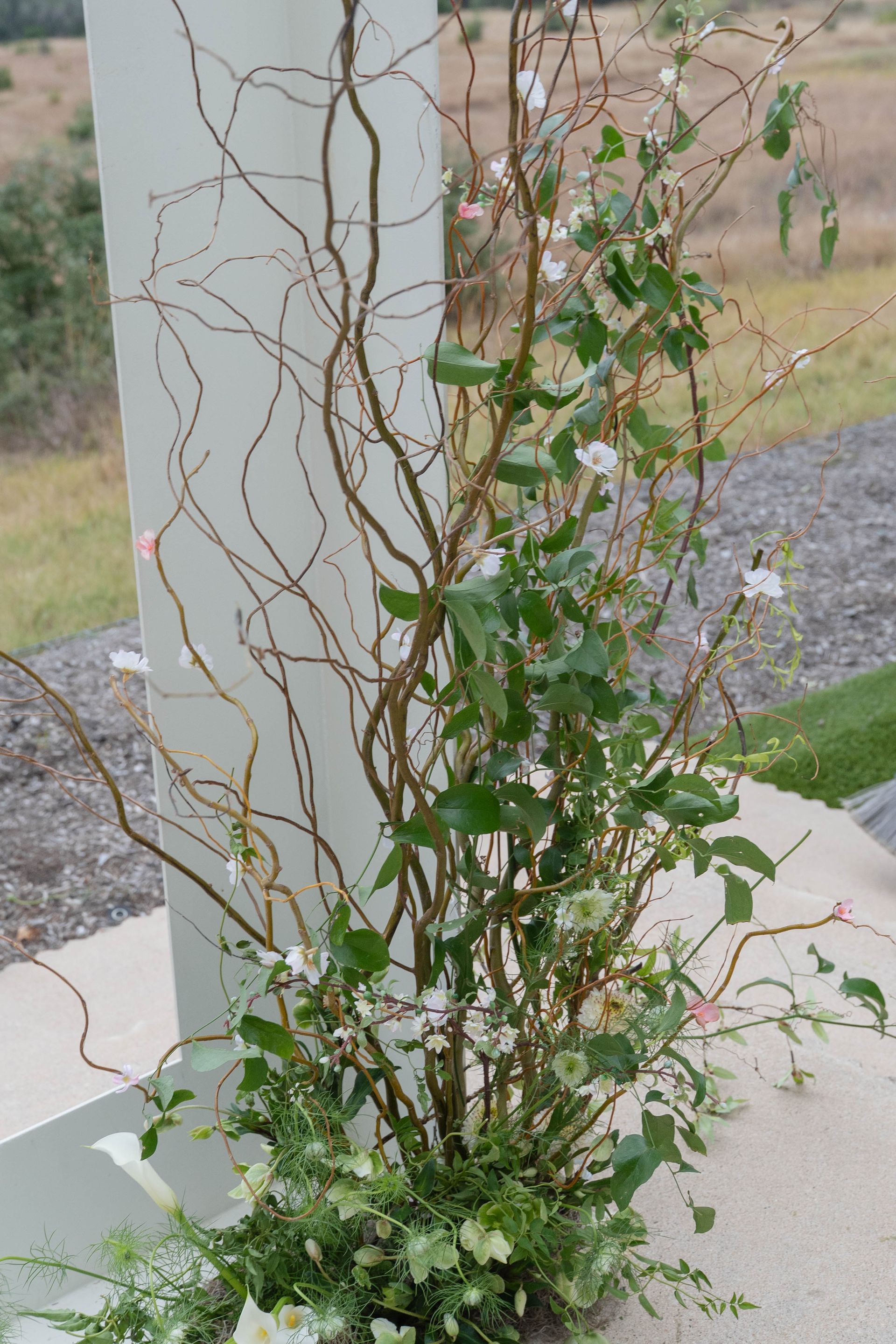 Twisting vine with green leaves and white flowers climbing a wooden support outdoors