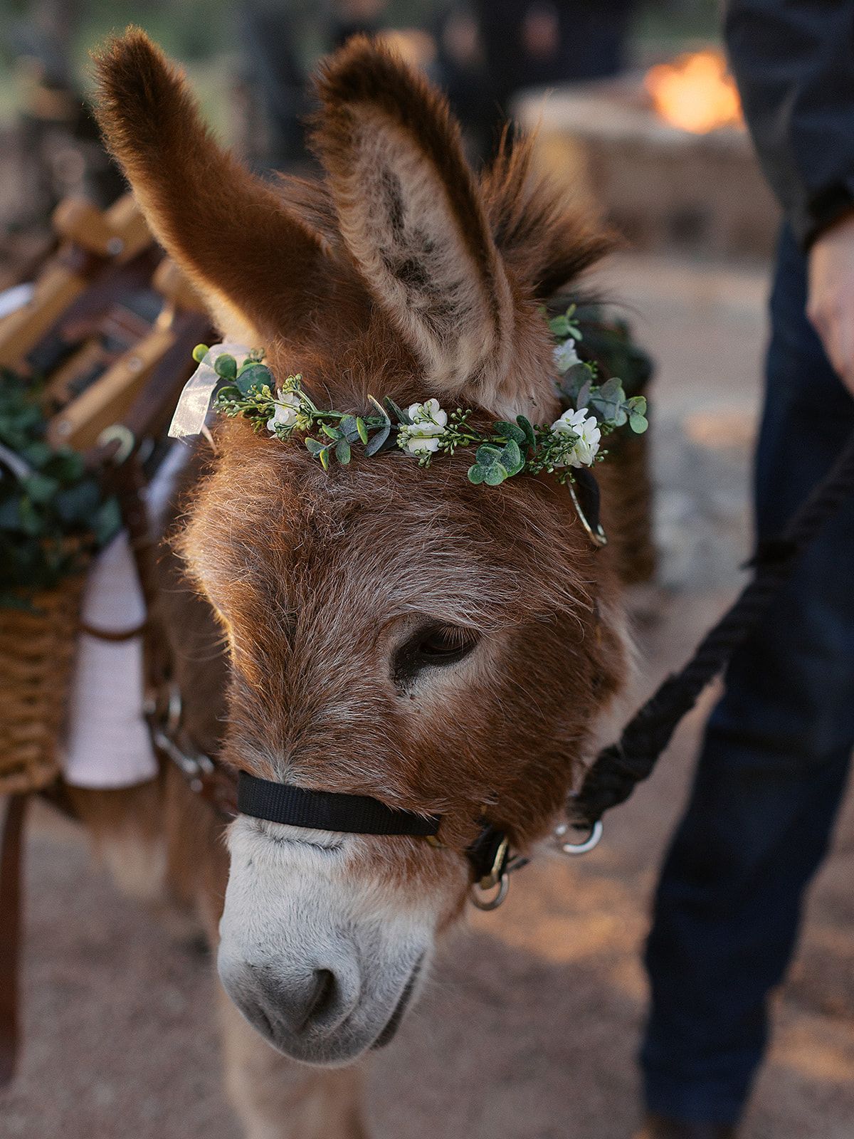 Brown donkey wearing a flower crown and bridle, standing outdoors with a person nearby