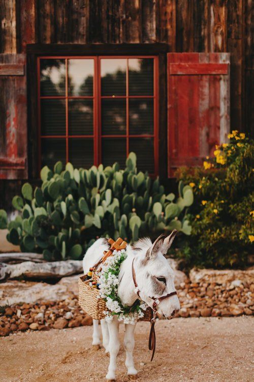 White donkey with floral garland standing in front of a rustic red barn and cactus garden
