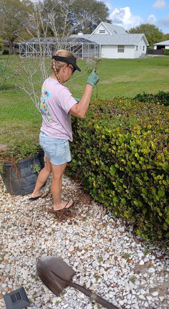 Woman pruning a hedge outdoors. She's wearing a visor, gloves, and shorts, with a shovel nearby.