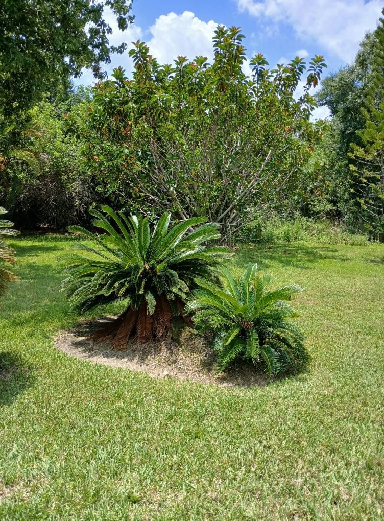 Cycas palm plants in a grassy yard, with a large leafy tree in the background under a blue sky.