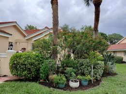 Residential landscaping with lush green shrubs, palm trees, and flower pots on a cloudy day.