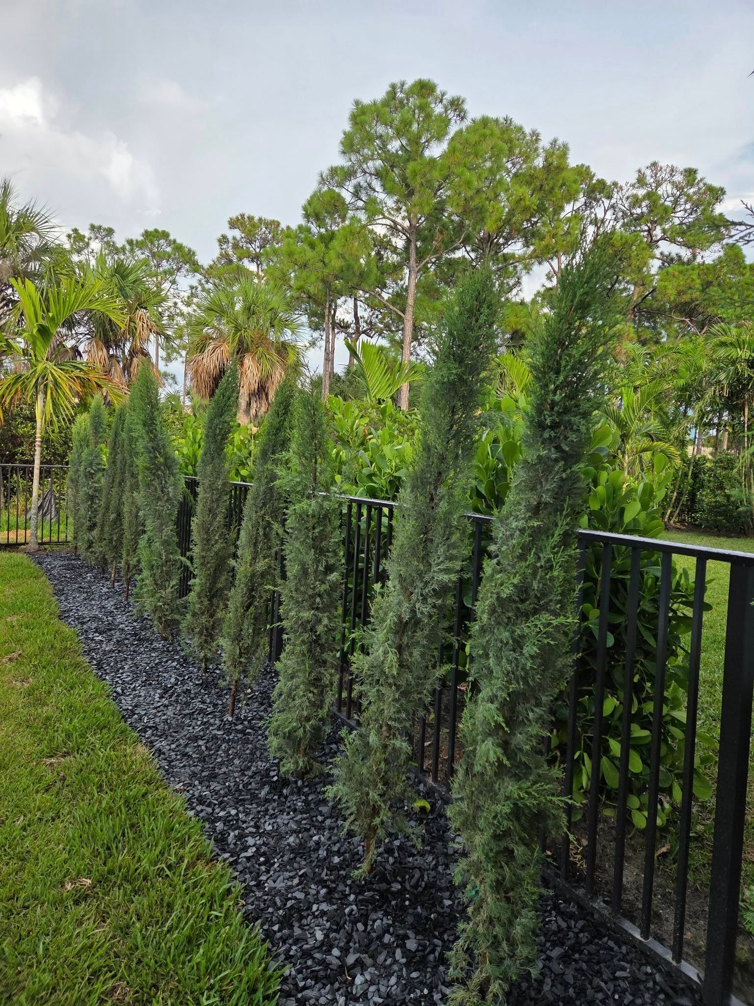 Row of tall, slender evergreen trees along a black rock bed, next to a black metal fence and green lawn.