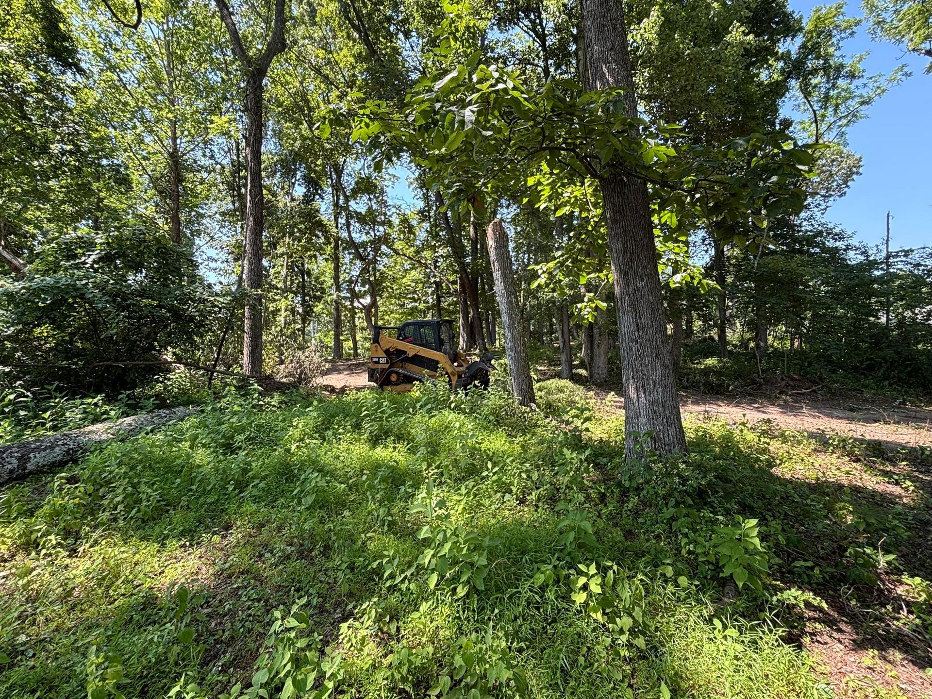 A yellow skid steer loader sits among green trees and vegetation in a wooded area under a clear blue sky.