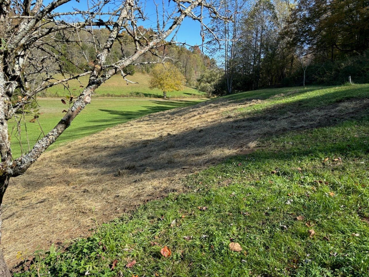A grassy, sunlit hillside features a patch of brown, cut vegetation next to a vibrant green section near a bare tree.