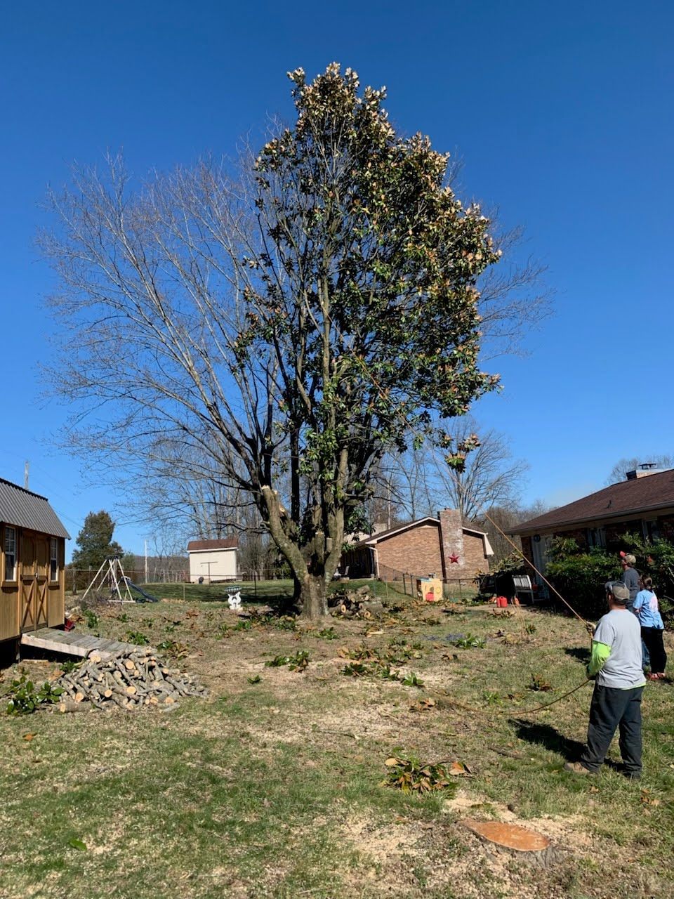 A large, partially defoliated tree stands in a sunny yard with two people nearby, near a small shed and a house.