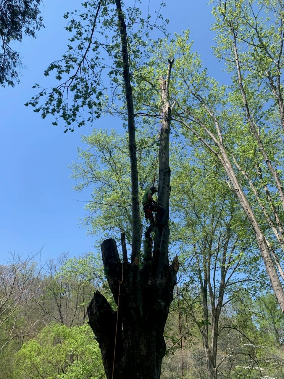 A person in a climbing harness scales a large, partially dead tree to perform arboricultural work in a forest setting.