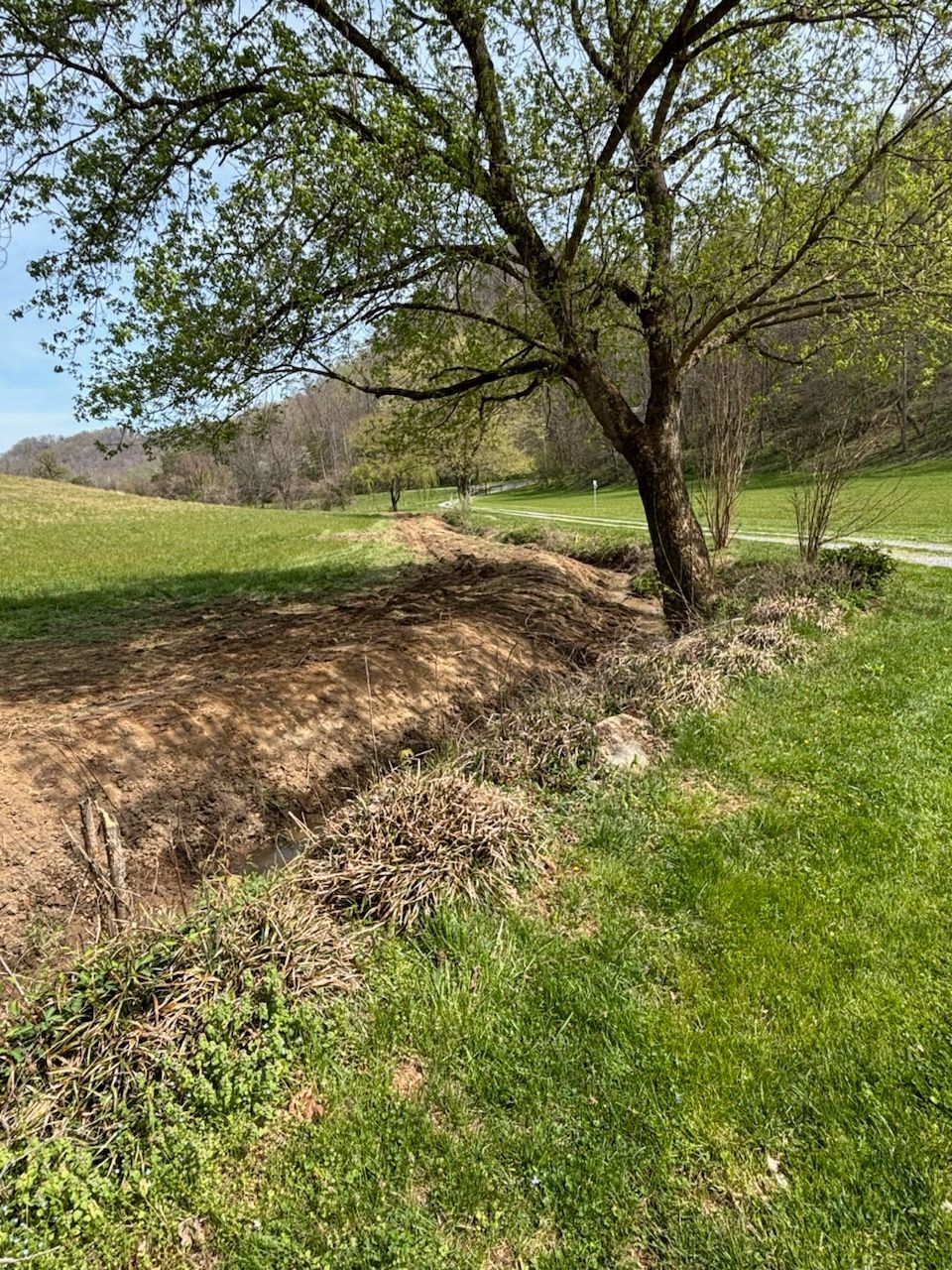 A yellow skid steer loader sits on a dry, grassy lot next to a small area of cleared trees and dirt.