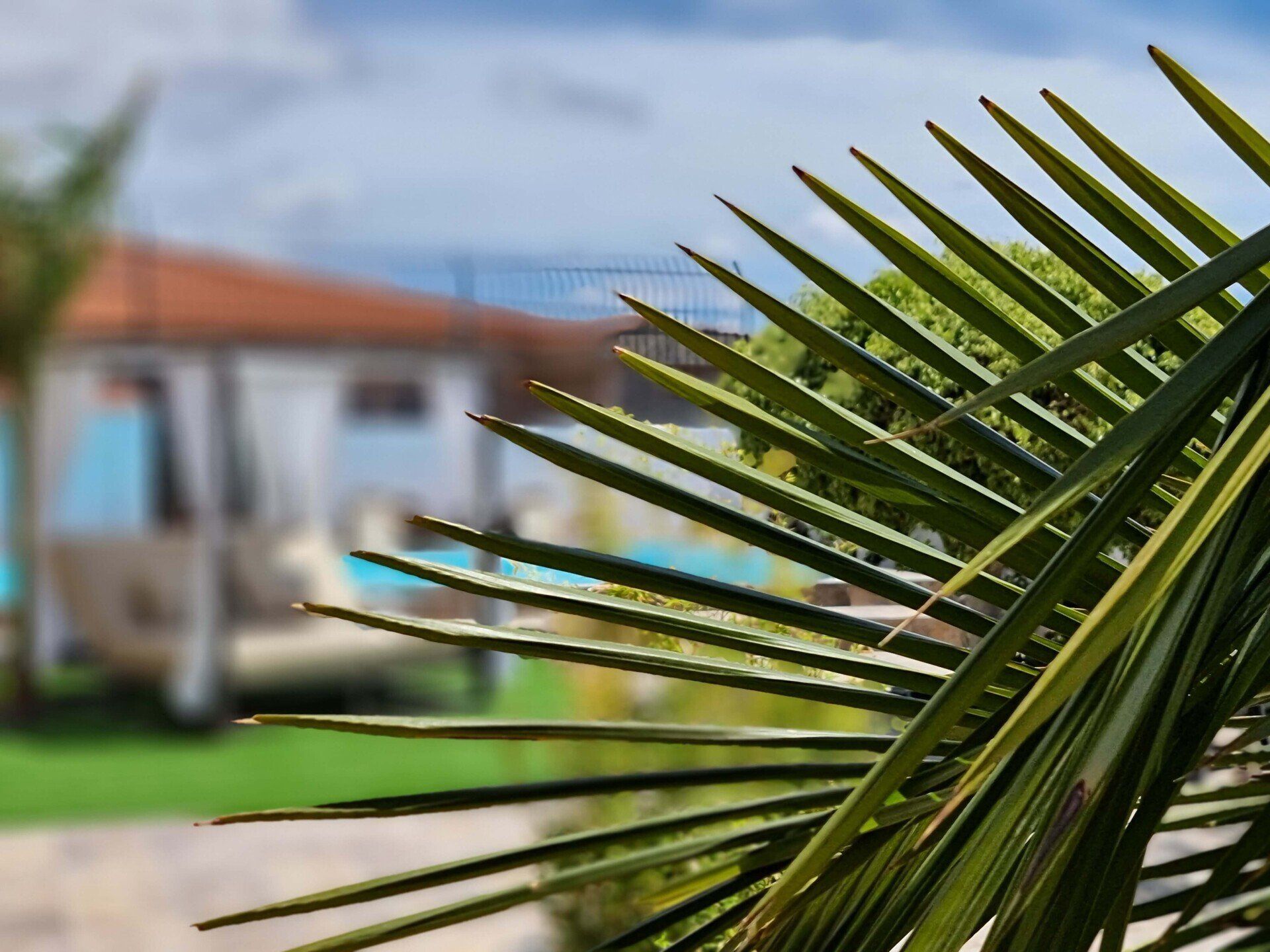 Ein Palmenblatt mit einem Haus im Hintergrund