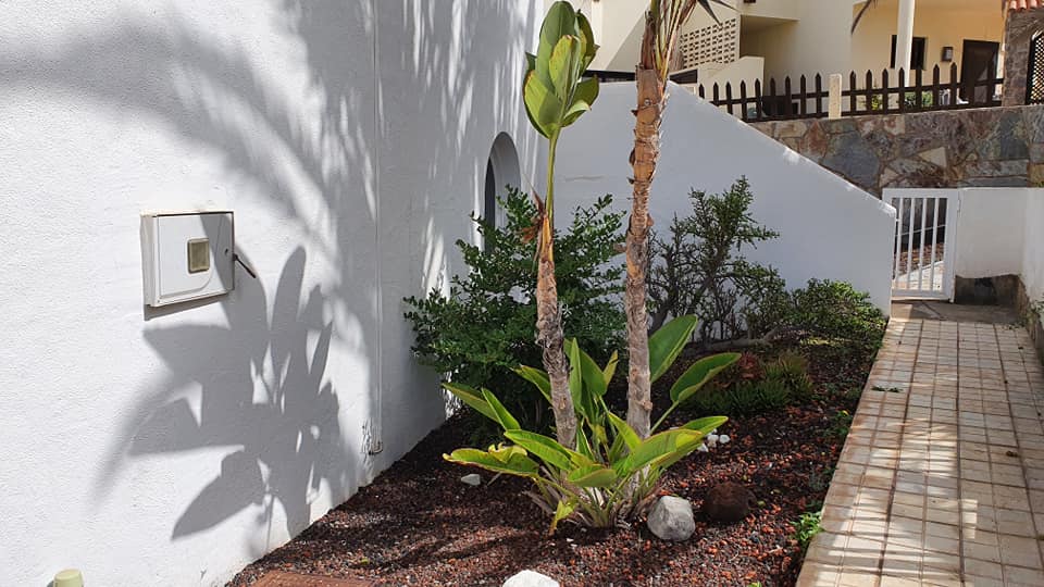 Der Schatten einer Palme wird auf eine weiße Wand geworfen