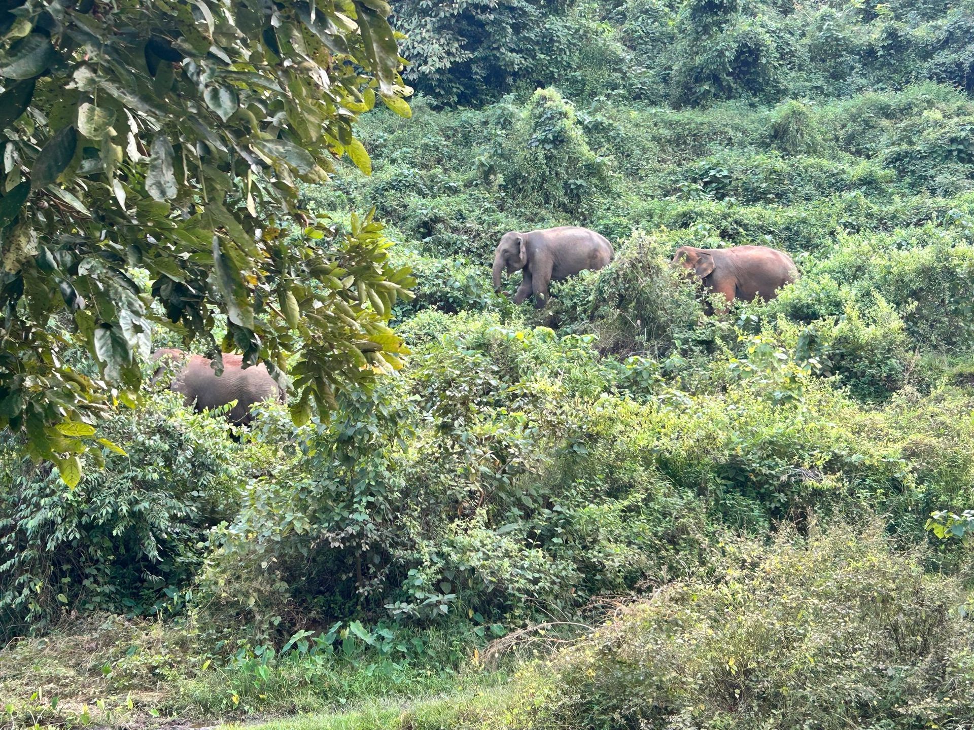 Elephants grazing in dense green hillside vegetation, partly hidden by trees.