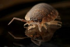 A close up of a bug on a black surface
