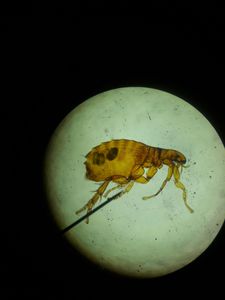 A close up of a flea under a microscope