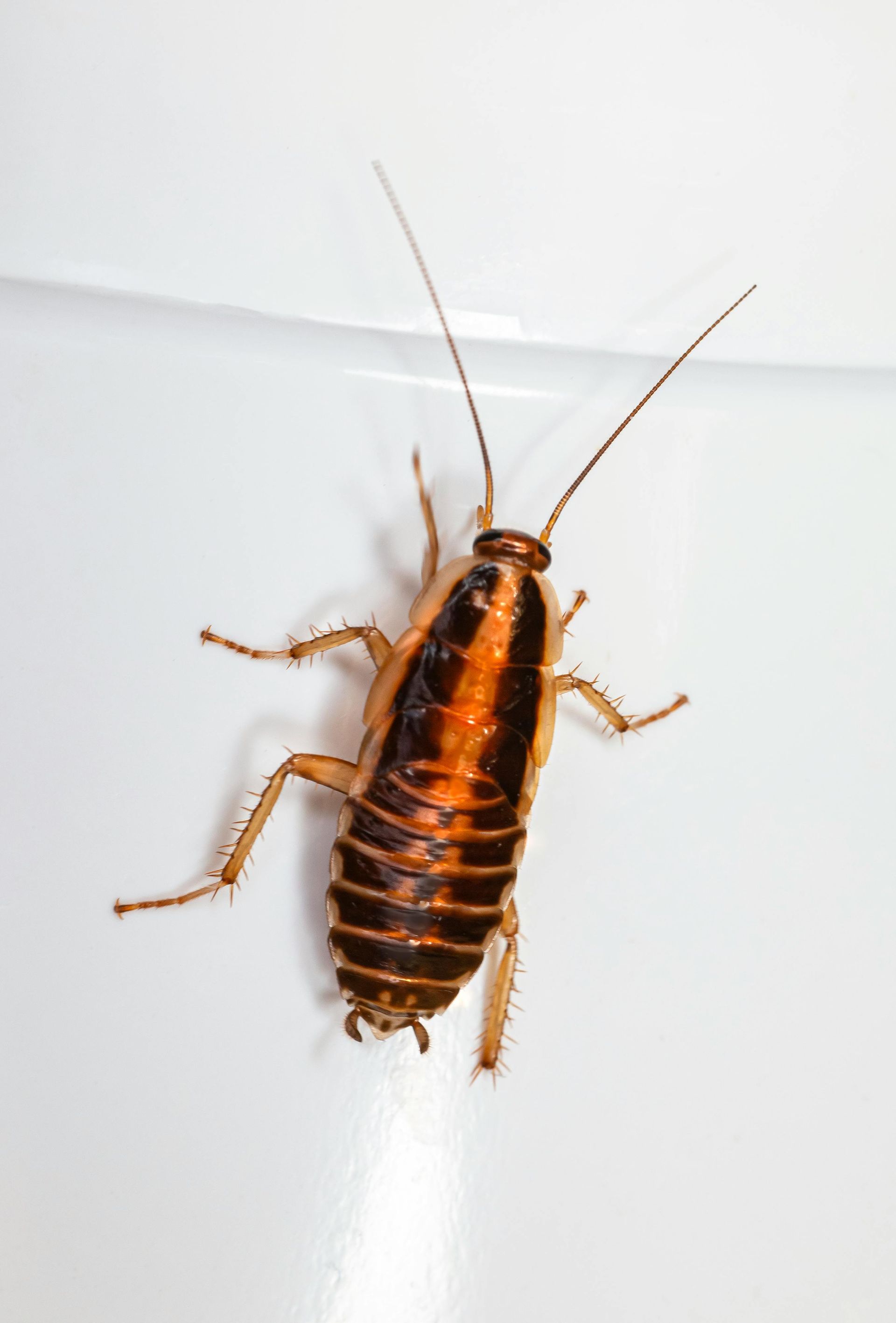 A cockroach is crawling on a white surface