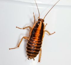 A close up of a cockroach on a white surface