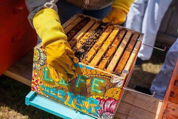 Student handling a beehive