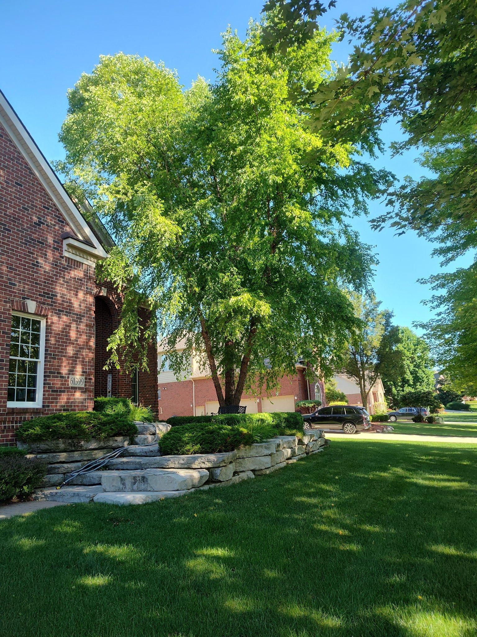 Brick house and leafy tree beside a stone wall in a sunny green yard