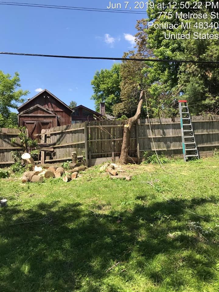 A tree is being cut down in a backyard with a ladder in the foreground.
