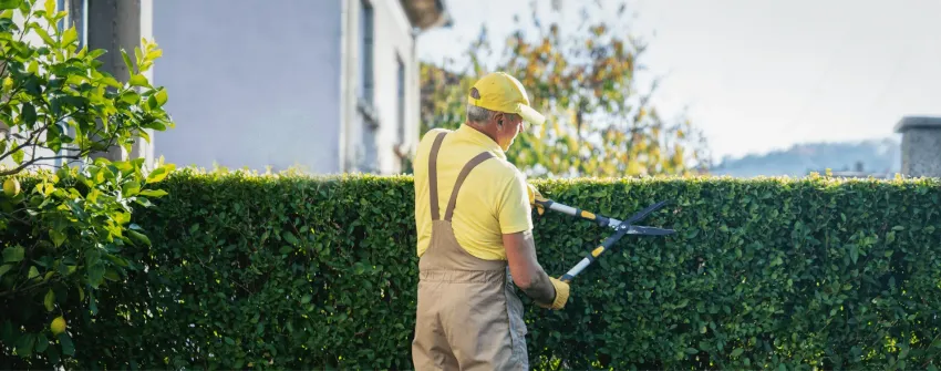 Person trimming a hedge with electric shears in a sunny garden, wearing yellow shirt, hat, and overalls