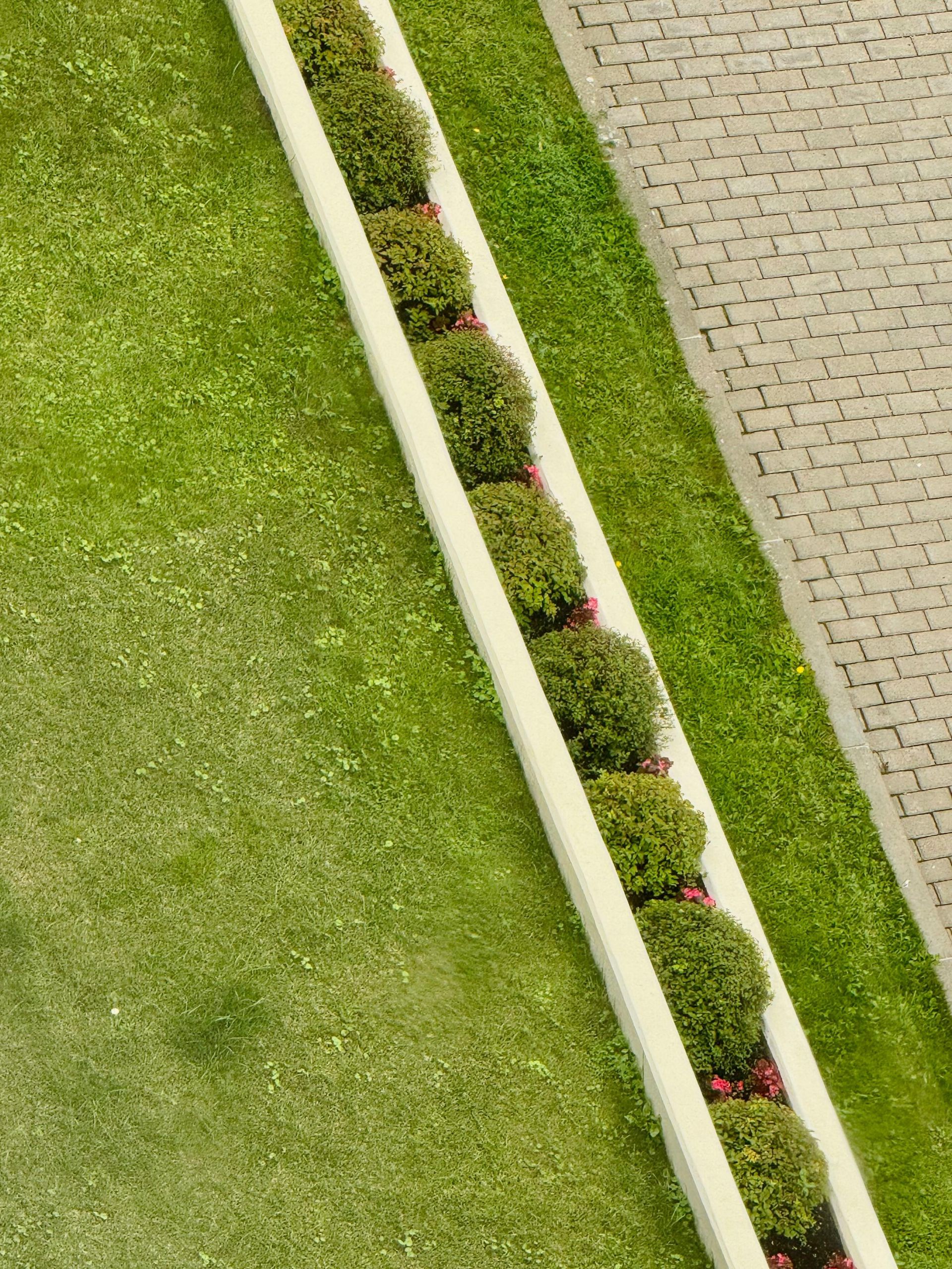Diagonal garden border with white edging, green grass, and a row of small flowering shrubs beside a paved path