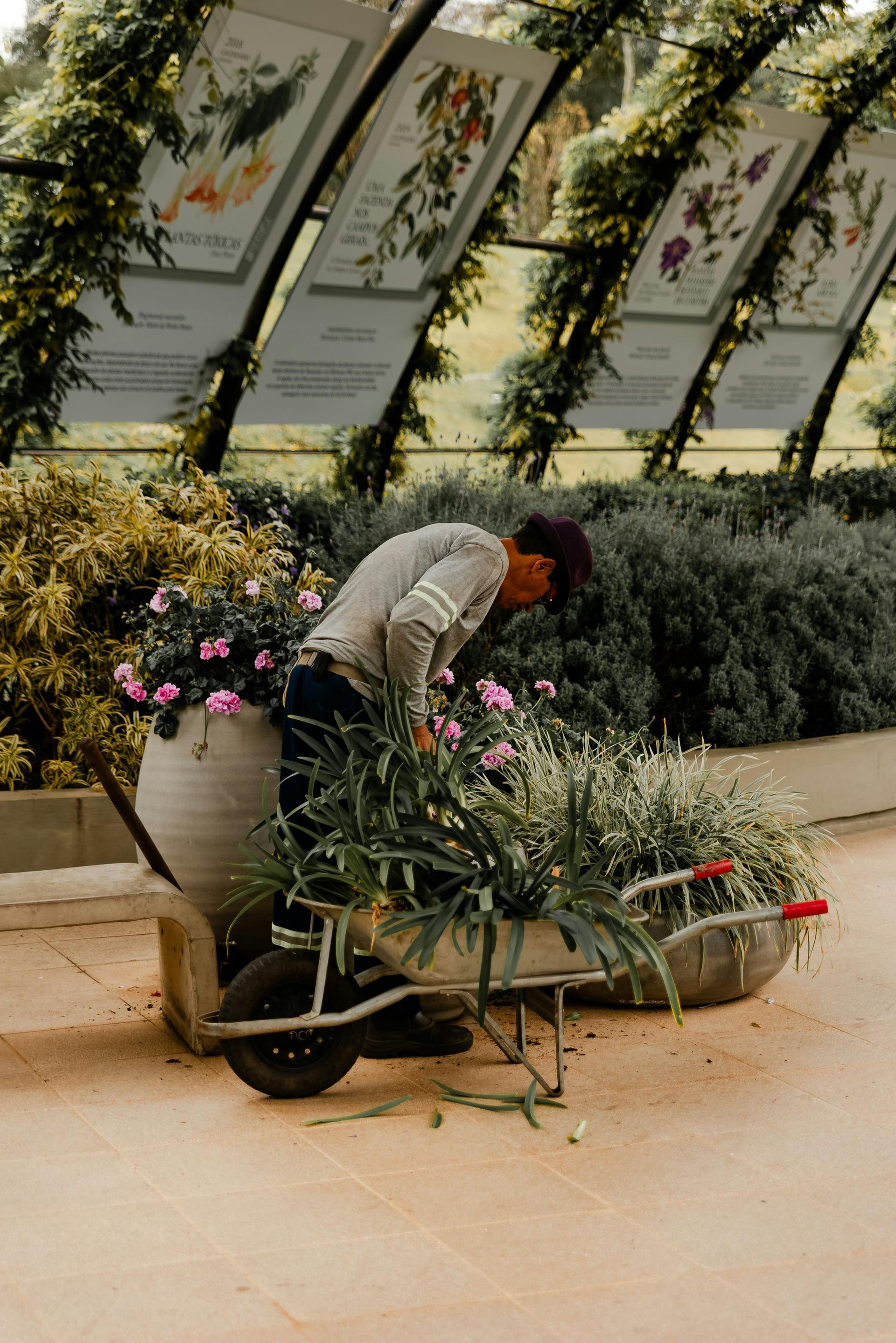 Person tending potted flowers beside a wheelbarrow in a greenhouse-like garden setting