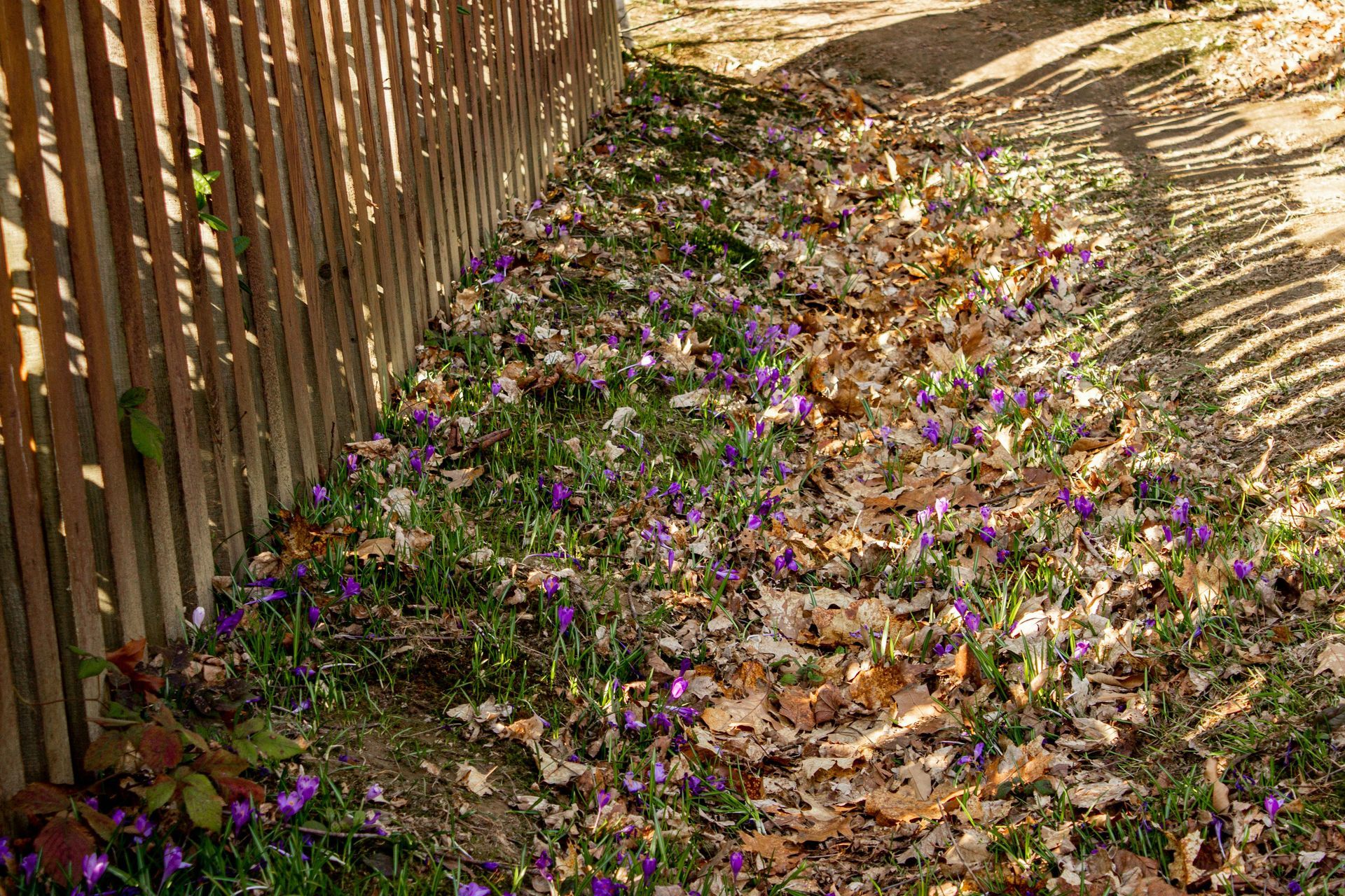 Flower-dotted path beside a wooden fence, covered in fallen leaves and dappled sunlight