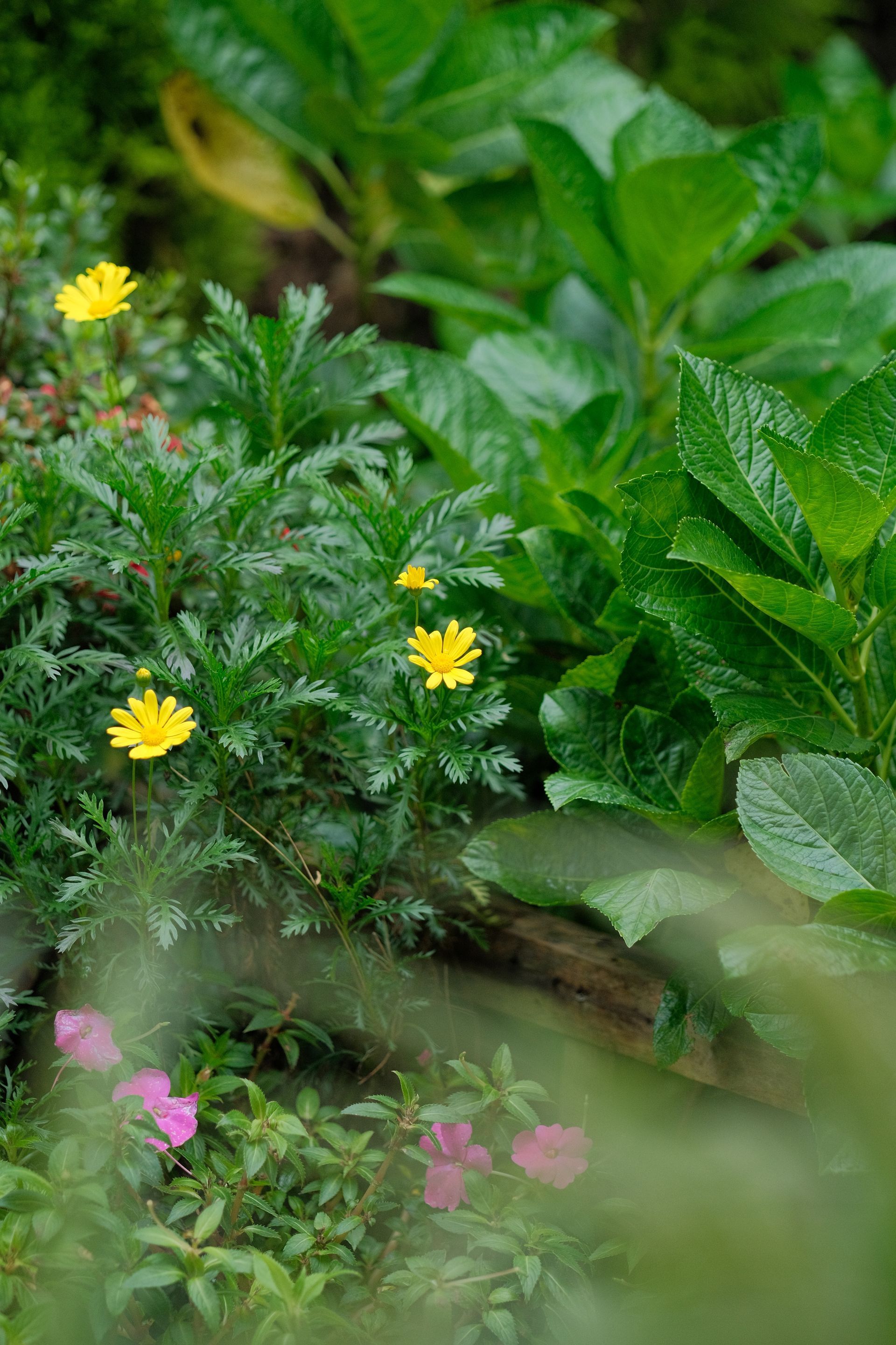 Yellow flowers among lush green leaves with blurred pink blossoms in the foreground