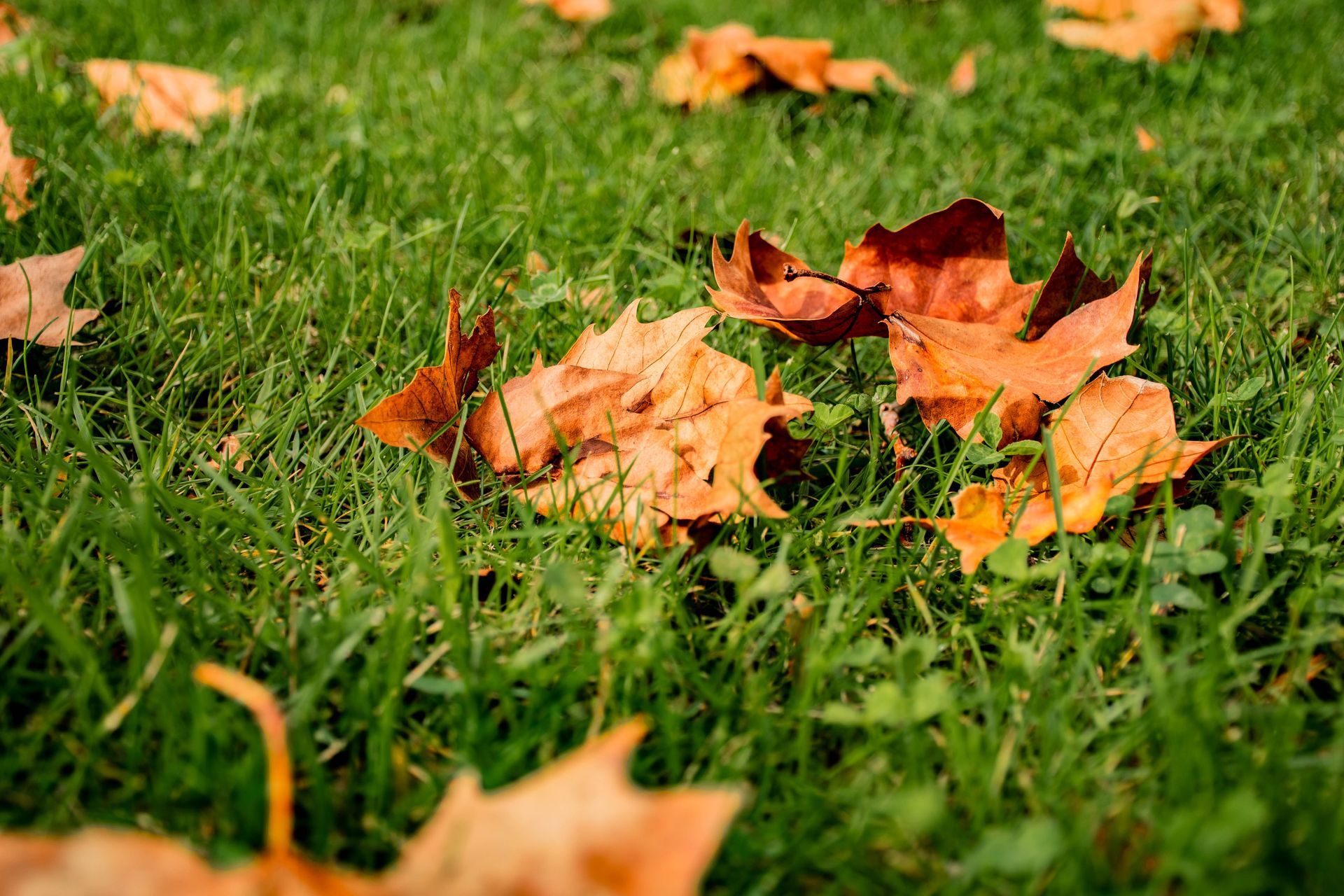 Orange autumn leaves scattered on green grass