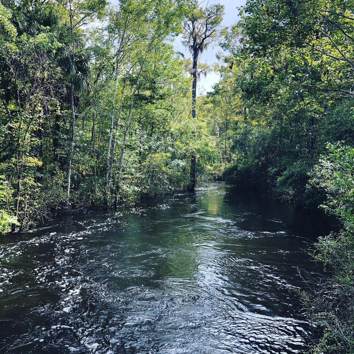 Calm dark river flowing through dense green forest under bright daylight