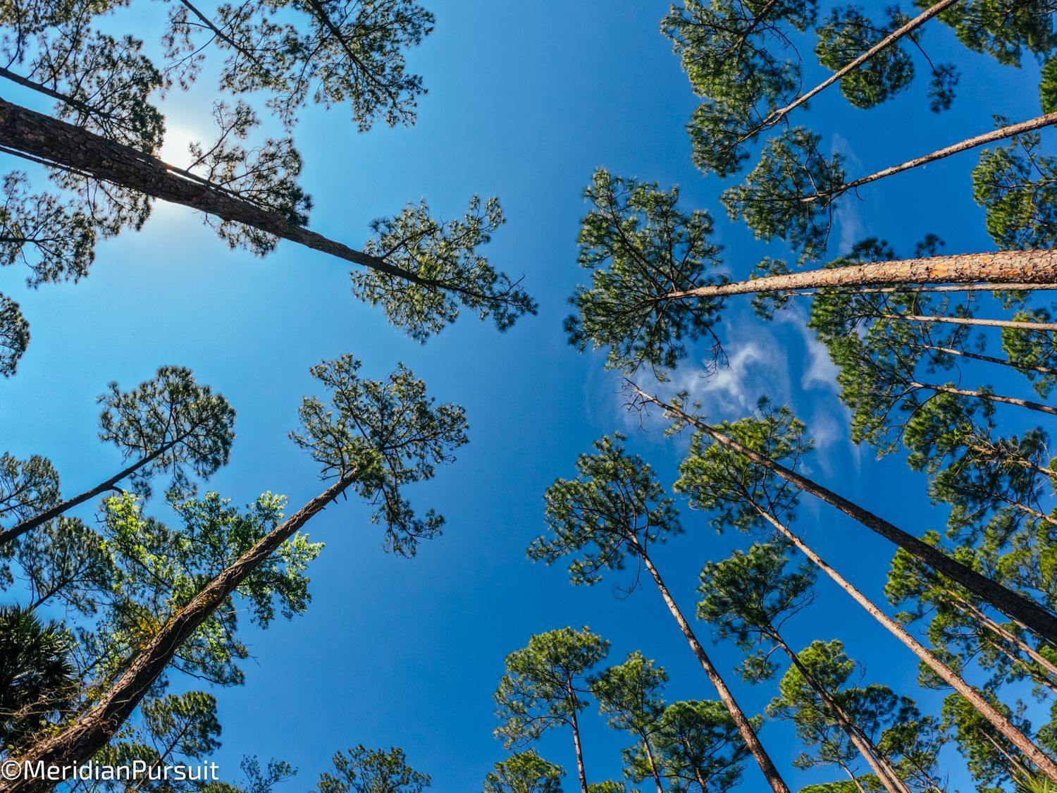 Looking up at the sky through a forest of pine trees