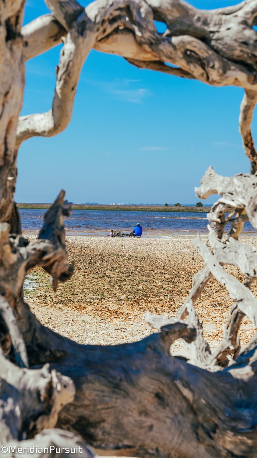 A person is laying on the beach behind a tree branch.