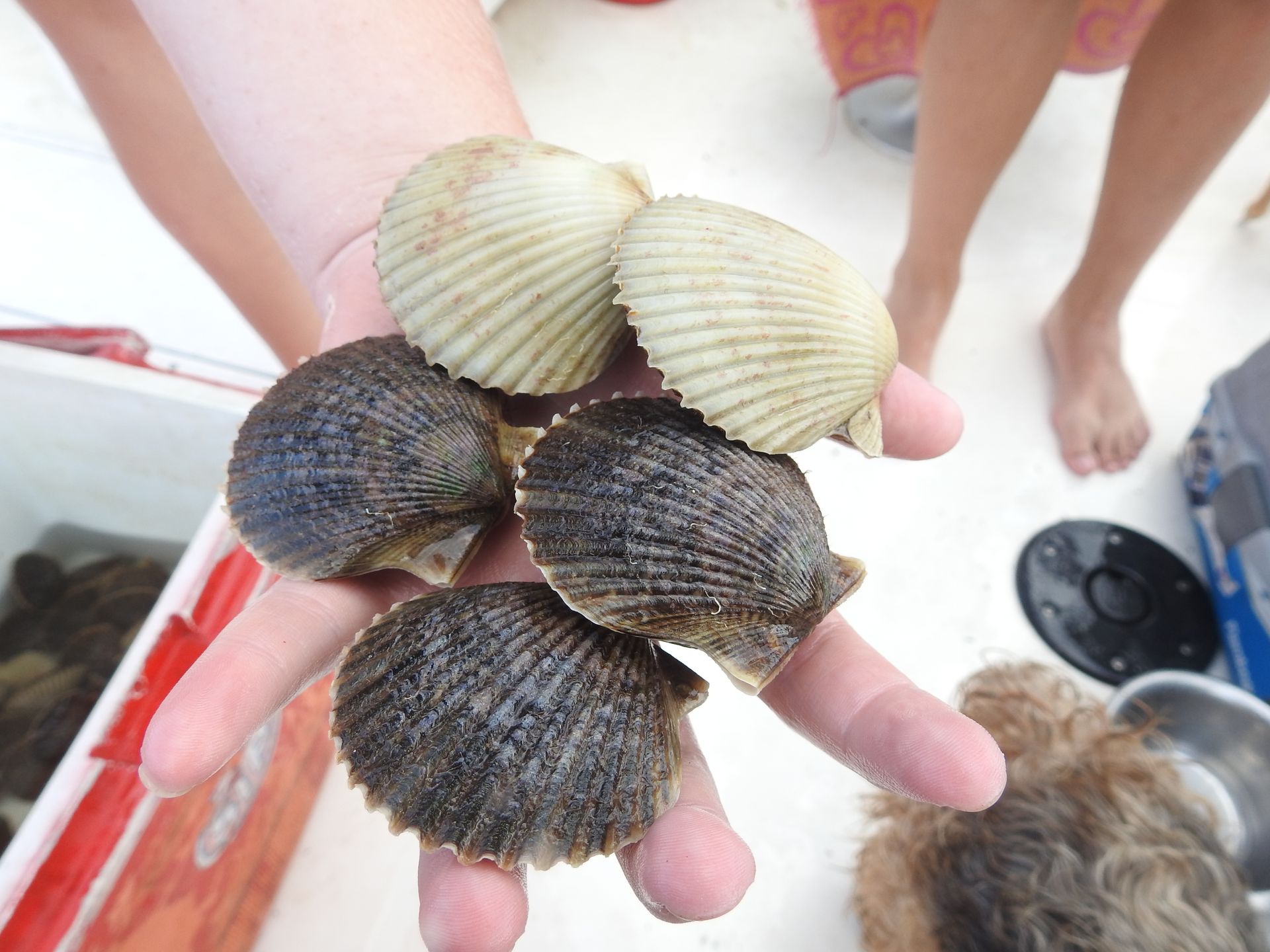 Hand holding scallops in shells